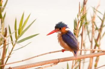 Close-up of Malachite kingfisher, Chobe National Park, Botswana | Obraz na stenu