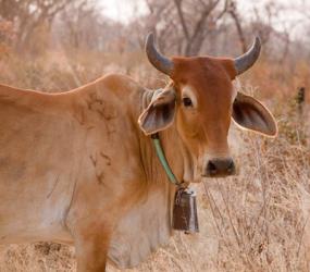 Botswana, Tsodilo Hills, Farm animal, cow | Obraz na stenu