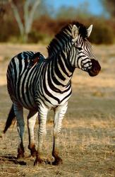 Botswana, Chobe NP, Linyanti, Burchell's zebra | Obraz na stenu