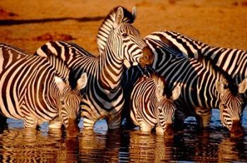 Botswana, Chobe NP, Linyanti Reserve, zebra | Obraz na stenu