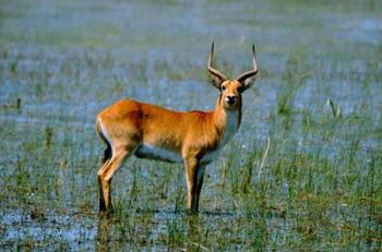 Botswana, Okavango Delta, Red Lechwe wildlife | Obraz na stenu