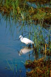 Botswana, Okavango Delta. Egret wildlife | Obraz na stenu