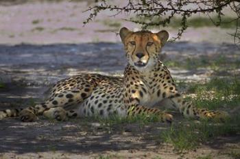 Cheetah,Acinonyx jubatus, Nxai Pan NP, Botswana, Africa | Obraz na stenu