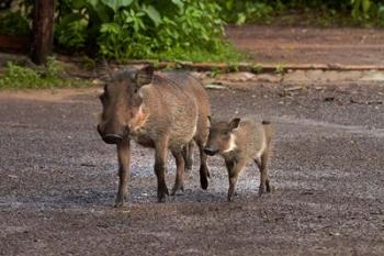 Warthog and babies, Chobe Safari Lodge, Kasane, Botswana, Africa | Obraz na stenu