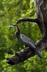 African Darter perched Chobe NP, Kasane, Botswana, Africa | Obraz na stenu