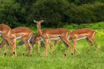 Herd of Impala, by Chobe River, Chobe NP, Kasane, Botswana, Africa | Obraz na stenu