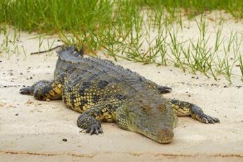 Nile crocodile, Chobe River, Chobe NP, Kasane, Botswana, Africa | Obraz na stenu