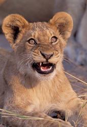 Close-Up of Lion, Okavango Delta, Botswana | Obraz na stenu