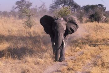 Elephant, Okavango Delta, Botswana | Obraz na stenu