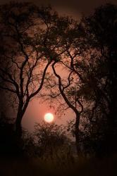 Okavango Delta, Botswana Sunset Behind Tall Trees | Obraz na stenu