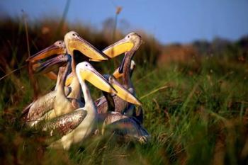 Botswana, Okavango Delta. Pink-backed Pelican birds | Obraz na stenu