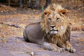 Botswana, Savute, Chobe National Park, Lion | Obraz na stenu