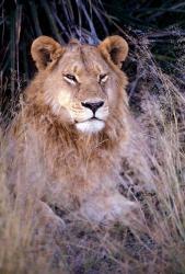 African Lion, Botswana | Obraz na stenu
