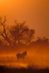 Burchell's Zebra at Sunset, Okavango Delta, Botswana | Obraz na stenu