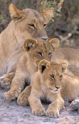 Lioness and Cubs, Okavango Delta, Botswana | Obraz na stenu