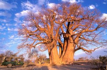 Baobab, Okavango Delta, Botswana | Obraz na stenu