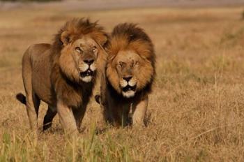 Lions, Duba Pride Males, Duba Plains, Okavango Delta, Botswana | Obraz na stenu