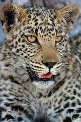 Leopard Female Cub, Savuti Channal, Linyanti Area, Botswana | Obraz na stenu