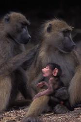 Botswana, Chobe NP, Chacma Baboon primate, Chobe River | Obraz na stenu