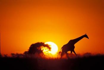Giraffe Walks Past Setting Sun, Chobe River, Chobe National Park, Botswana | Obraz na stenu