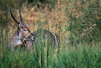 Waterbuck Feeds in Marsh, Khwai River, Moremi Game Reserve, Botswana | Obraz na stenu