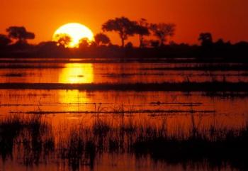 Setting Sun over Lush Banks, Chobe National Park, Botswana | Obraz na stenu