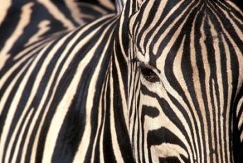 Tight Portrait of Plains Zebra, Khwai River, Moremi Game Reserve, Botswana | Obraz na stenu