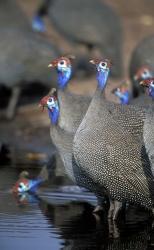 Flock of Helmeted Guineafowl, Savuti Marsh, Chobe National Park, Botswana | Obraz na stenu