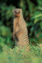 Botswana, Chobe NP, Banded Mongoose river bank | Obraz na stenu