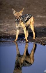 Botswana, Chobe NP, Black Backed Jackal wildlife | Obraz na stenu