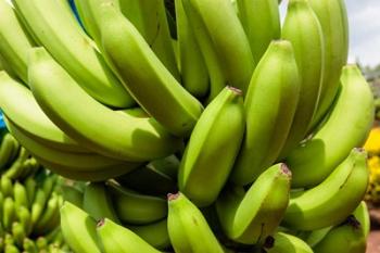 Africa, Cameroon, Tiko. Bunches of bananas at banana plantation. | Obraz na stenu