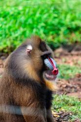 Africa, Cameroon, Limbe. Mandrill at Limbe Wildlife Center. | Obraz na stenu