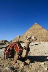 Camel at Cheops, The Great Pyramid, Khafre or Chephren | Obraz na stenu