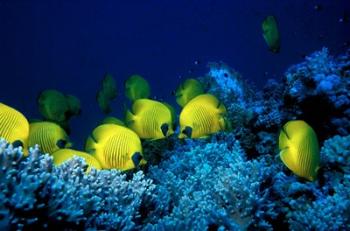 School of Masked Butterflyfish, Red Sea, Egypt | Obraz na stenu