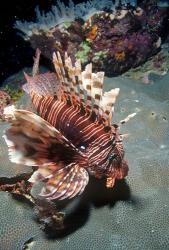 Lionfish at Daedalus Reef (Abu el | Obraz na stenu