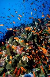 Scalefin anthias fish at Habili Ali, Red Sea, Egypt | Obraz na stenu