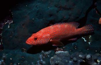 Coral hind at Elphinstone Reef, Red Sea, Egypt | Obraz na stenu