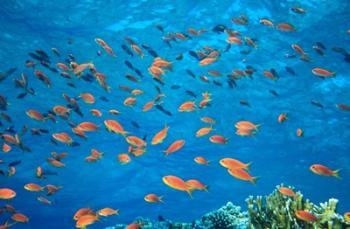 Scalefin anthias, Elphinstone Reef, Red Sea, Egypt | Obraz na stenu