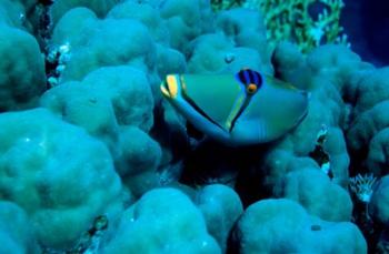 Arabian Picasso triggerfish, Panorama Reef, Red Sea, Egypt | Obraz na stenu