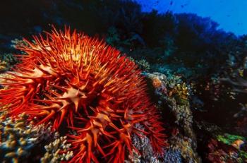 Crown-of-thorns starfish at Daedalus Reef, Red Sea, Egypt | Obraz na stenu