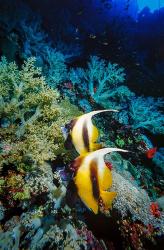 Pair of Red Sea bannerfish at Daedalus Reef, Red Sea, Egypt | Obraz na stenu