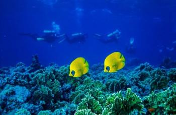 Yellow butterflyfish with scuba divers in background, Red Sea, Egypt | Obraz na stenu