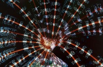 Open sea fan, Red Sea, Egypt | Obraz na stenu