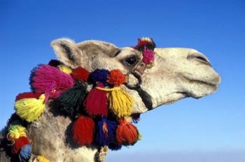 Colorfully Decorated Tourist Camel, Egypt | Obraz na stenu