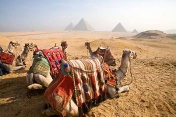 Egypt, Cairo, Camels, desert sands of Giza Pyramids | Obraz na stenu