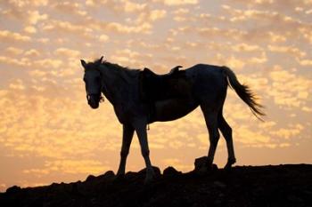 Sunrise and Silhouette of Horse and rider on the Giza Plateau, Cairo, Egypt | Obraz na stenu
