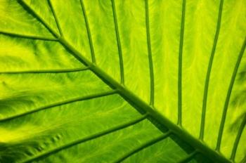 Tropical foliage in Alexandria and the Amphitheater, Egypt | Obraz na stenu