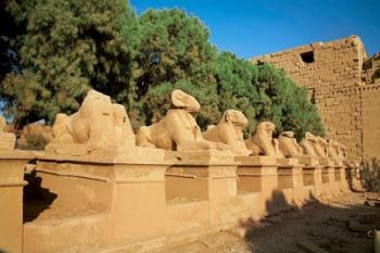 Sphinxes, Temple of Karnak, Temple of Luxor, Avenue of Sphinxes, Luxor, Egypt | Obraz na stenu