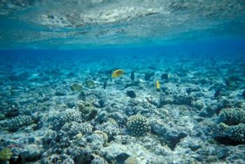 Crystal Clear Waters and Sea Life of the Red Sea, Egypt | Obraz na stenu