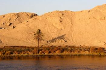 Palm Tree on the Bank of the Nile River, Egypt | Obraz na stenu
